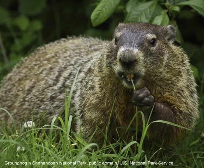 A gorgeous and chonky groundhog sits in a meadow at Shenandoah National Park, grasping the tender stem as a flower disappears into the rodent’s maw. PLANT CARNAGE!