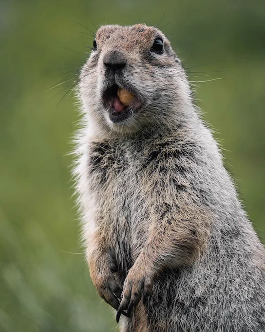 Groundhog with mouth fill of seeds