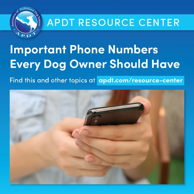 Woman typing on her phone. Important phone numbers every dog owner should have