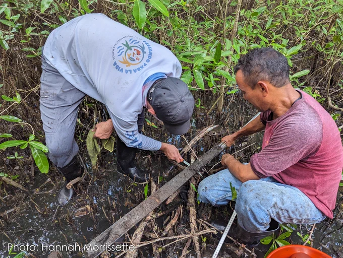 Two people kneel in a muddy wetland. One holds a long pole with a soil core.