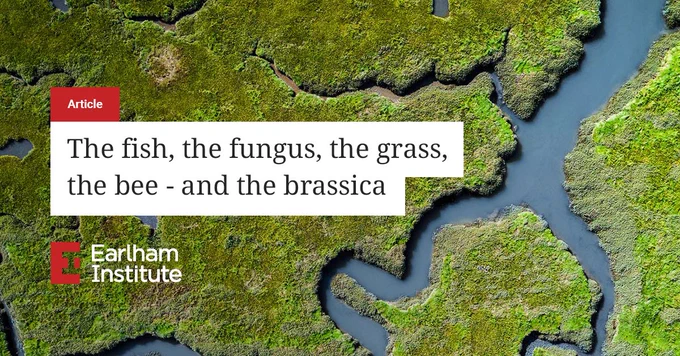 Article: The fish, the fungus, the grass, the bee - and the brassica