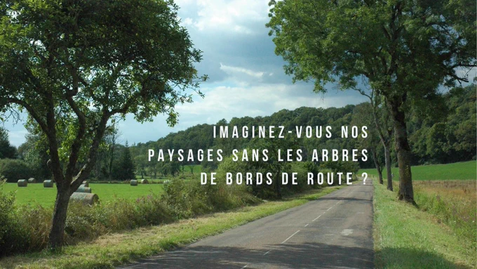 paysage haut-marnais avec des arbres en bord de routes, menacés à cause du conseil départemental de la haute-marne