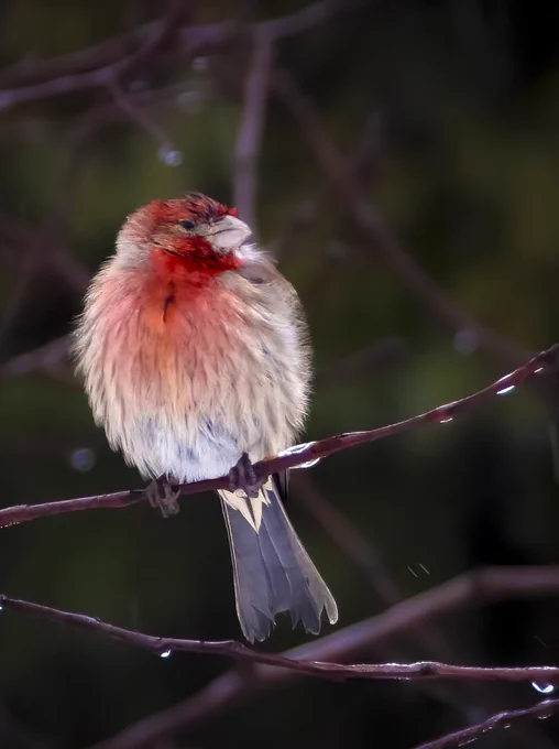 A male House Finch perches stoically on a rain-speckled branch, his feathers fluffed against the cold drizzle. Despite the wetness, his vibrant red plumage, tinged with lighter hues, remains striking against the dark backdrop. The raindrops cling to the branch, accentuating the bird's resilience in the face of the elements.