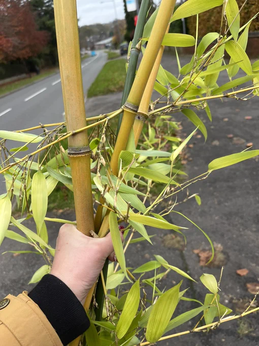 A hand holding off-cuts of green and yellow bamboo culms on our road.