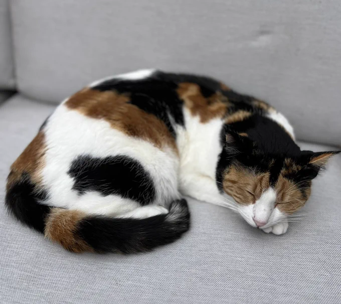 A sleeping tortoiseshell and white cat.