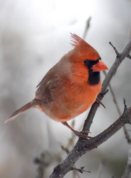 A striking male Northern Cardinal, its vibrant red plumage a bold contrast against the wintry gray backdrop, gazes intently forward with a hint of a smile, its majestic crest raised proudly. Perched on the branch, it embodies both the resilience and beauty of nature even on the dreariest of days.
