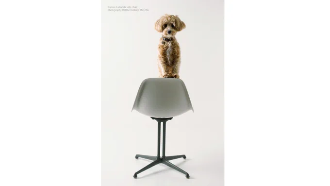 Eames chair with a dog