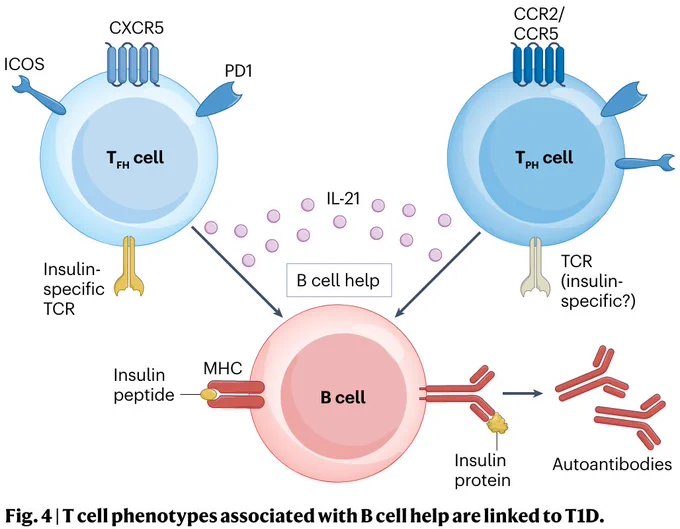 Cartoon of immune cells: T cell phenotypes associated with B cell help are linked to type 1 diabetes