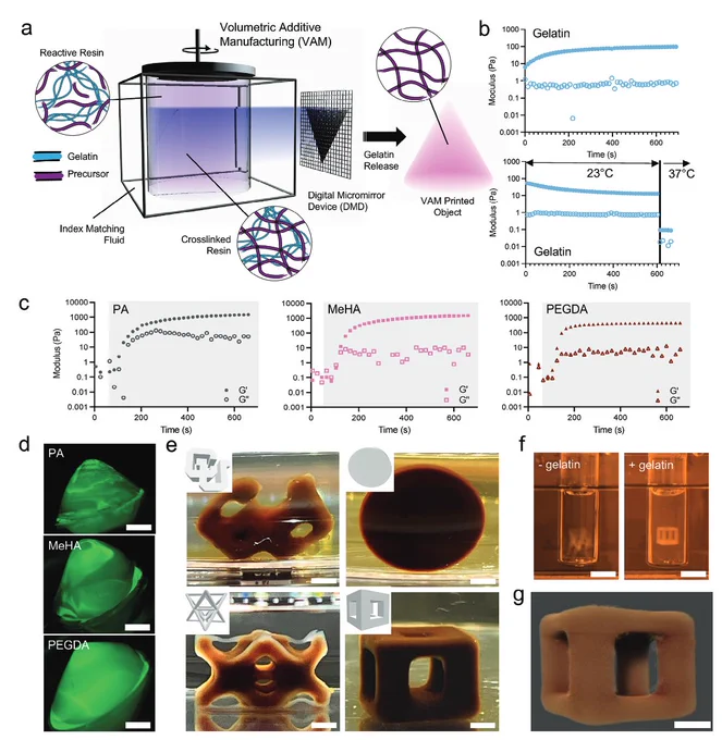 Figure 1. VAM printing of reactive macromers. Riffe et al Adv Mat 2024.