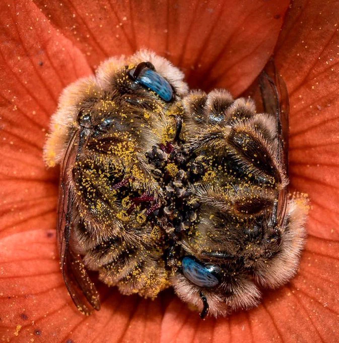 Two twin worker sister bees resting for a nap in a flower, both their food & shelter.