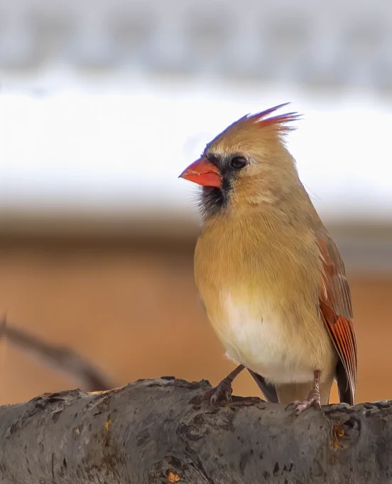 Perched gracefully on an apple branch, the female Northern cardinal commands attention with her forward-facing gaze, her head delicately tilted, and her crest elegantly lifted, showcasing some red tip feathers. The sun highlights the dazzling gold feathers on her chest. Her back feathers, a mesmerizing spectrum of red and orange, add a touch of warmth to the cool winter air, making her a captivating and beautiful presence in the crisp morning light.