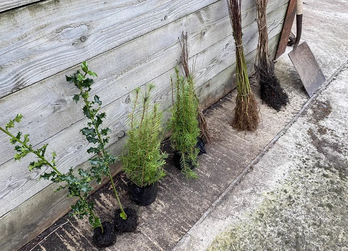 Trees for giveaway