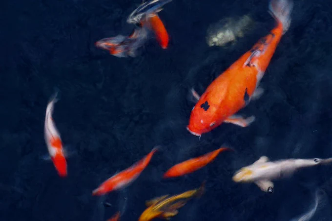Koi carp in a pond. Photo by tablelivin28 at Shuttlestock