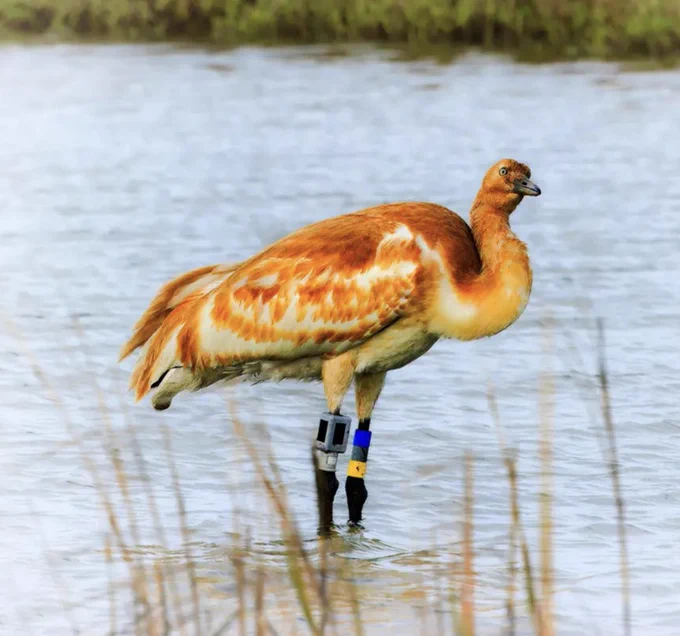 juvenile whooping crane laden with at least five different tags and tracking devices