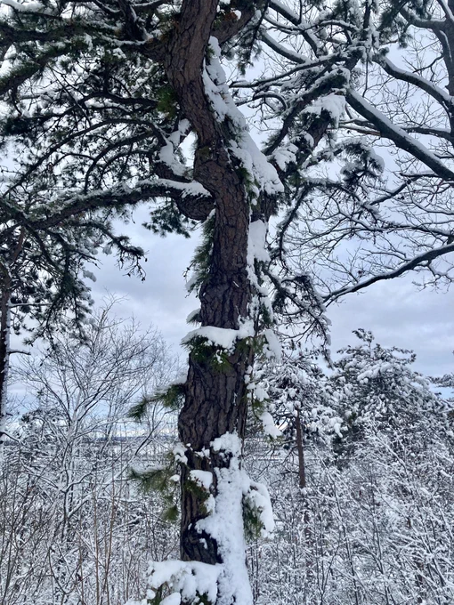 Snowy tree along the Western Promenade