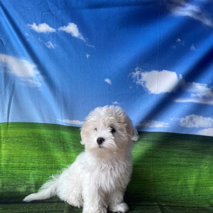 Um cachorrinho branco e fofo é mostrado sentado em frente a um fundo representando um céu azul com nuvens e campos verdes. O cachorrinho é de raça pequena, branco e fofo.