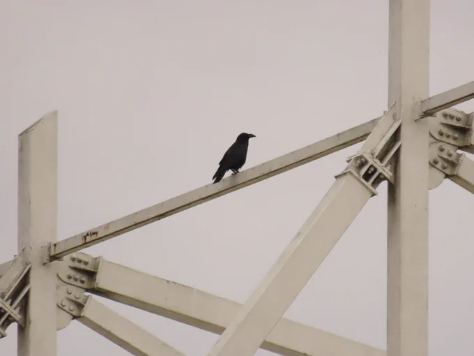 Raven 