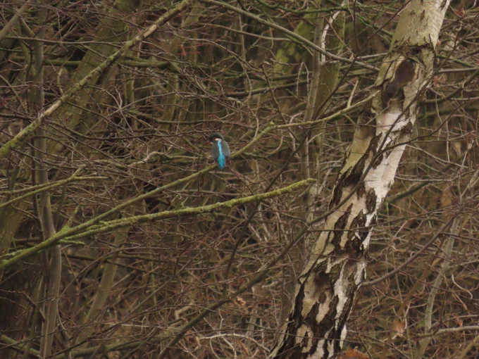 Kingfisher 