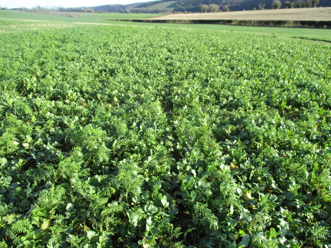 Cover crop mix of Phacelia and Oil Radish