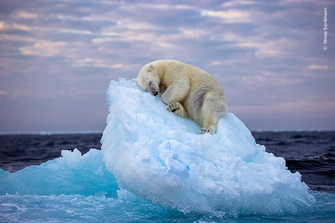 A young polar bear resting on an iceberg floating in the ocean, against a blue and pink sky.