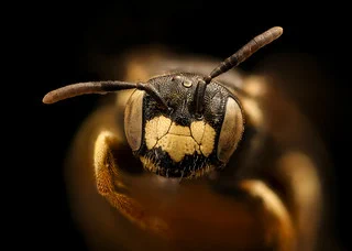 protandrena abdominalis species of bee