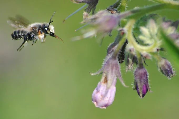 Rosecutter bee, Megachile willughbiella, observed in flight in Poland.