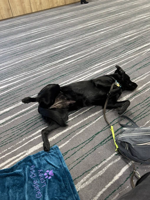 Guide dog, Loney, looking very relaxed, lying on her back during the conference