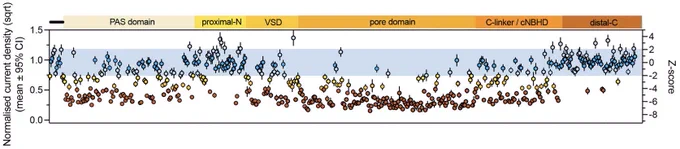 Plotted using the data in Table S3 from doi.org/10.1101/2024.02.01.24301443 (Prognostic Value of Multiplexed Assays of Variant Effect and Automated Patch-clamping for KCNH2-LQTS Risk Stratification). Blue region indicates normal function based on current density measurement. The Z-score threshold was established previously in Thomson et al HGG Adv 2024 (doi.org/10.1016/j.xhgg.2024.100270)
