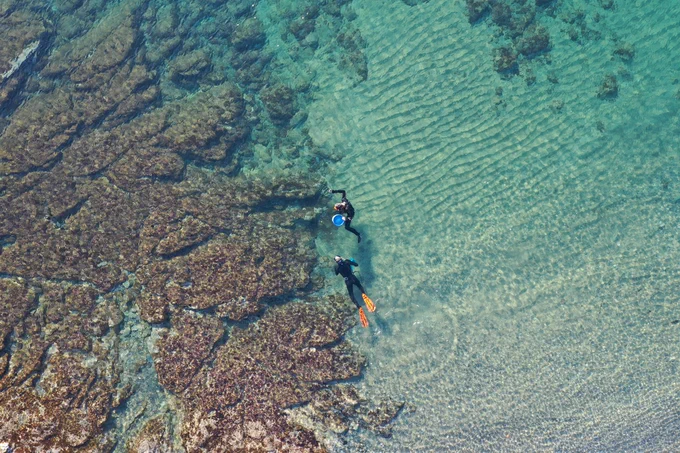 Two people snorkeling to sample larval fishes