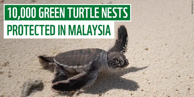 Image and text. Image of a green turtle on the sand, captured in New Caledonia. Text reads ‘10,000 green turtle nests protected in Malaysia.’ 