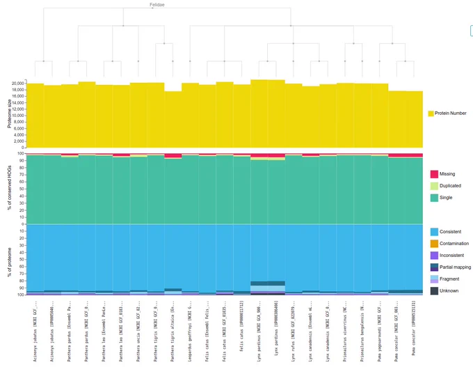 Graphical representation of OMArk results for ~20 proteomes of the Felidae clade. Most proteomes are highly completes and consistents.