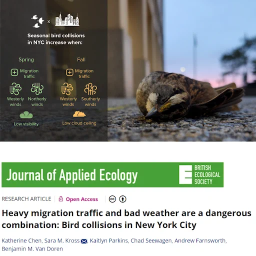 a graphic featuring at the top an infographic that has a dead white-throated sparrow next to information about what weather conditions in NYC are likely to increase collision risk. The bottom of the graphic is a screenshot of a published article in Journal of Applied Ecology. 