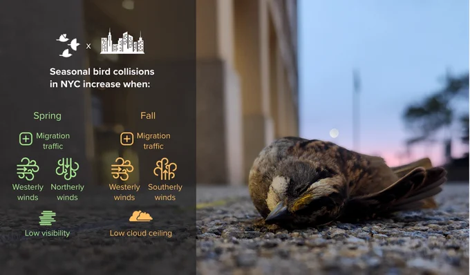 Infographic showing a dead bird on the ground next to images of risk factors for high collision risk: In Spring= Higher migration traffic with westerly/northerly winds and low visibility. In fall= Higher migration traffic with westerly/southerly winds and low cloud ceiling