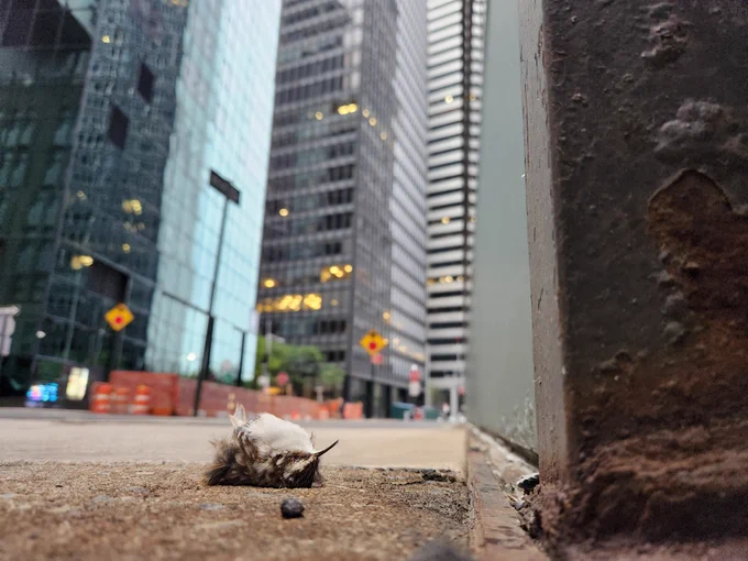 Image of a dead bird on a NYC sidewalk with buildings with floor-to-ceiling glass windows in background