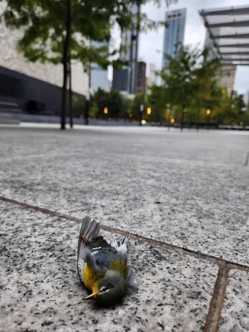 Dead bird on sidewalk in NYC