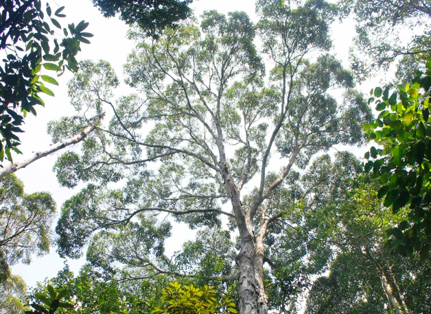photo of the tree canopy of a tropical forest in Sri Lanka