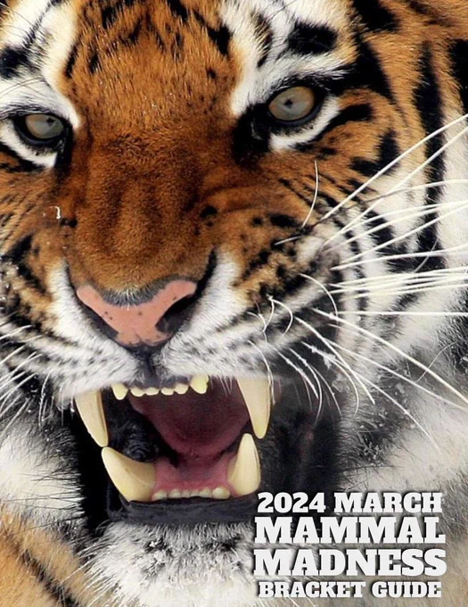 2024 MARCH MAMMAL MADNESS BRACKET GUIDE Cover with Snarling Tiger. with all the rules of the MMM game universe and other key things to know in versions for both Player/Learner: libguides.asu.edu/ld.php?content_id=75544778 & Educator libguides.asu.edu/ld.php?content_id=75544744 
Screen-Reader compatible version at the LibGuide: https://libguides.asu.edu/MarchMammalMadness/players