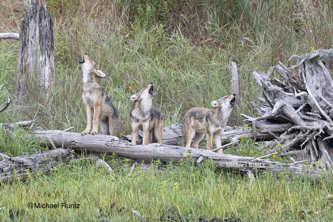 Three wolf pups howling together. 