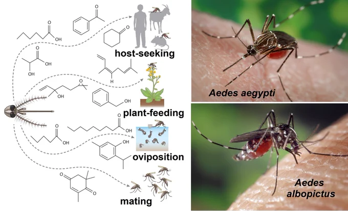 On the left side the chemical formulas of infochemicals involved in the host-seeking, plant-feeding, oviposition and mating behaviour of Aedes aegypti and Aedes albopictus which are shown in the right images feeding on human skin (left: from Fig. 1 of article, right: from Wikimedia Commons - https://commons.wikimedia.org/wiki/File:Aedes_aegypti_CDC01.tif and https://commons.wikimedia.org/wiki/File:Aedes_albopictus_on_human_skin.jpg)
