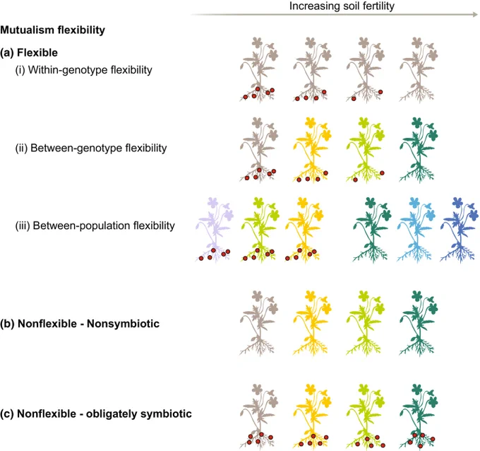 Manifestation of symbiont plasticity, expressed as root mutualist flexibility. 