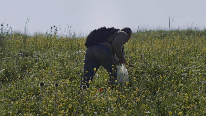 Palestinian bright yellow and green landscape, full of wild flowers and nettles against a grey blue sky. In the centre, a man climbs up a hill with his back to us, stooped over carrying a rucksack and plastic bag.