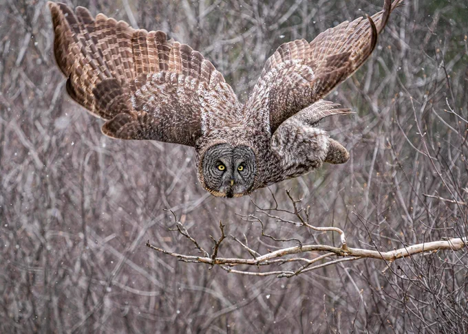 A great gray owl in flight.