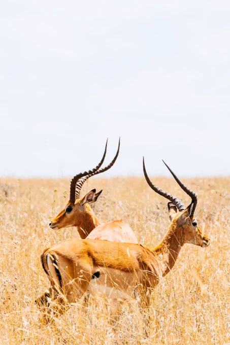 Impalas captured at the Nairobi National Park