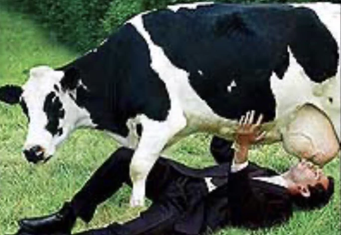 Picture of a man laying on the grass sucking from a cow teat