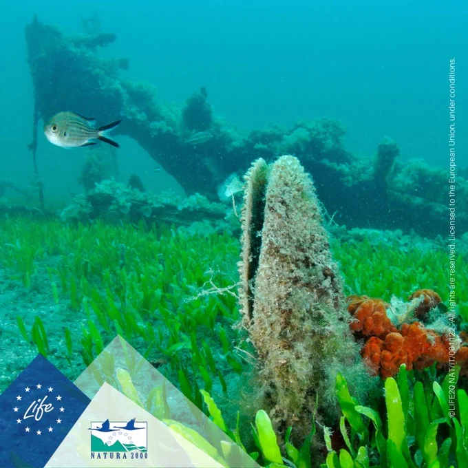Conservation and re-stocking of the Pinna nobilis in the western Mediterranean and Adriatic sea.