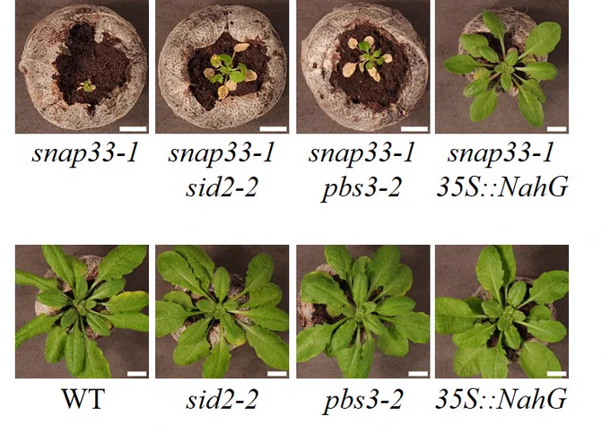 phenotypes of several snap33mutants