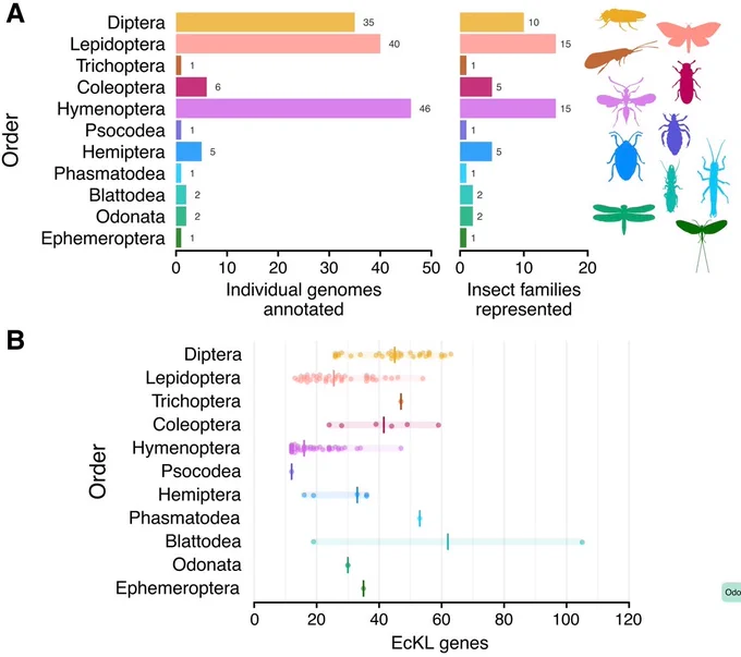 Identification and annotation of the EcKL gene family in 140 insect genomes. A. EcKLs annotated in 140 insect genome assemblies spread across 11 taxonomic orders (left) and 59 taxonomic families (right). See supplementary table S1, Supplementary Material online for details of the assemblies used. Silhouettes of insects from each order are public domain images from PhyloPic (https://www.phylopic.org/). B, C) The number of EcKL genes annotated in insect genome assemblies varies between and within orders. B) The distribution of EcKL genes per genome per order. Shaded areas are ranges, vertical lines are medians.