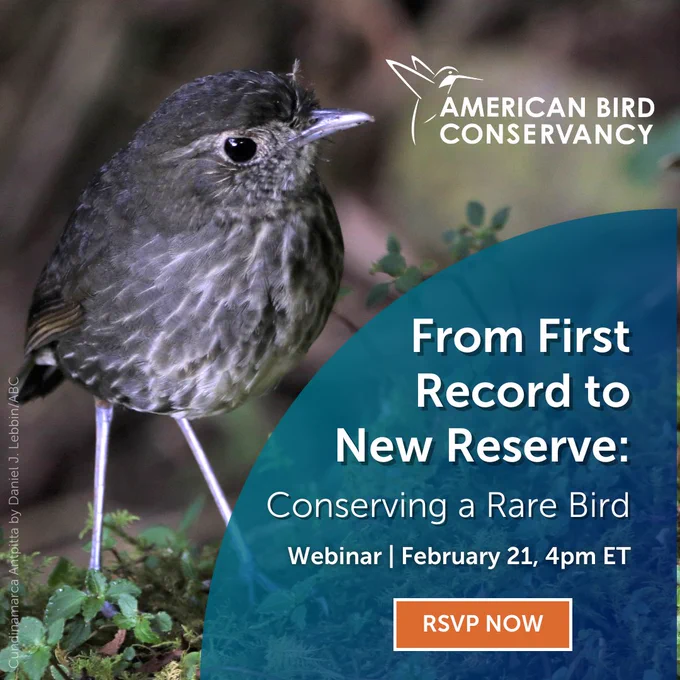 Photo of a Cundinamarca Antpitta (a tiny gray bird with very long legs!). American Bird Conservancy presents a webinar, From First Record to New Reserve: Conserving a Rare Bird. February 21,2024. 4pm Eastern Time. RSVP now! 