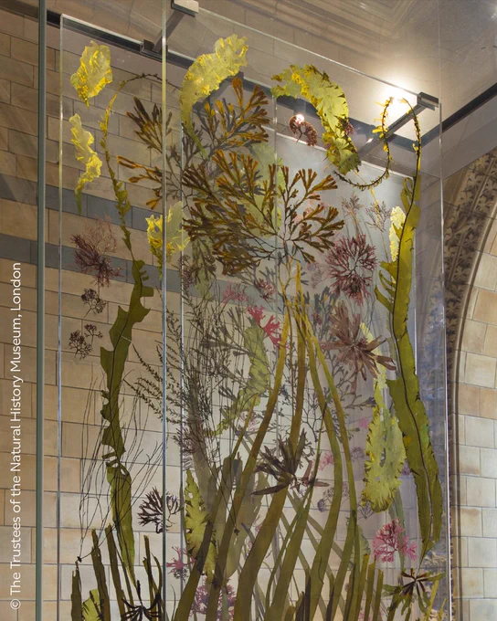 Photograph of the seaweed and kelp installation in Hintze Hall. Different species of seaweed are laid on panes of glass in an artistic arrangement. 