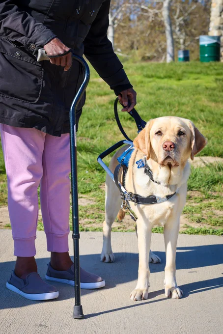 In this photo, a yellow Lab guide dog stands beside their handler and looks at the camera.